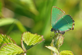 A green hairstreak butterfly standing on a budding leaf. The sunlight is making its emerald green wings shimmer