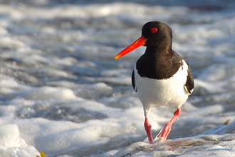 An oystercatcher standing in the foamy surf
