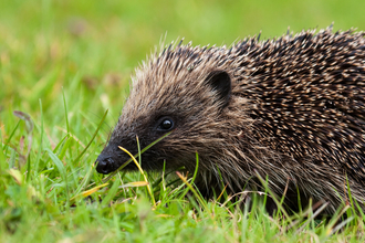 Close-up of a hedgehog walking through short grass