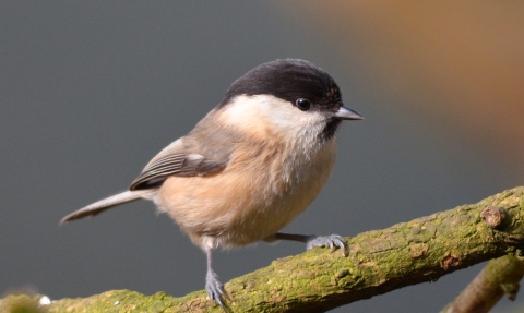 A rare willow tit standing on a tree branch
