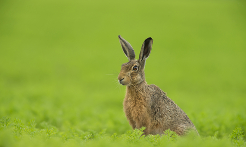 A brown hare sitting in a bright green field
