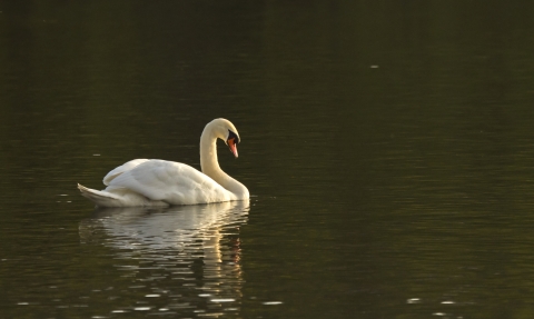 A swan swimming on a lake at Moses Gate Country Park