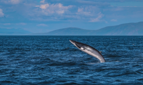 A minke whale breaching off Rathlin Island