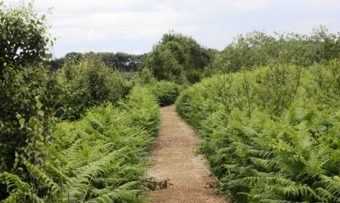 A footpath leading through the ferns on Cadishead Moss