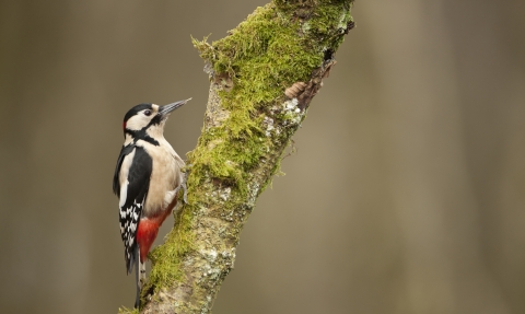 A great-spotted woodpecker climbing up the trunk of a mossy tree