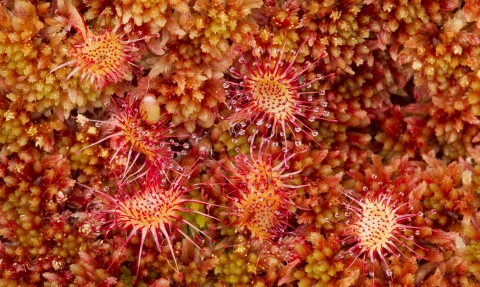 Close-up of the mossland plant round-leaved sundew