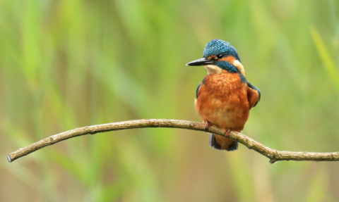 A kingfisher sits on a branch