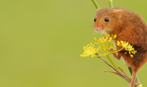 A harvest mouse sitting on top of yellow flowers