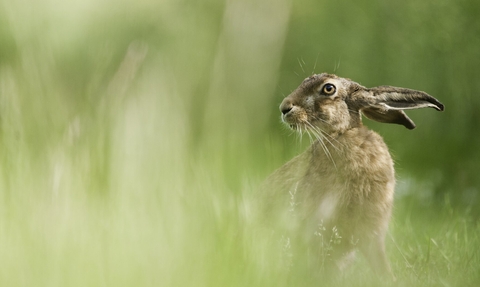 European hare (Lepus europaeus) feeding in a field, Berkshire, summer.
