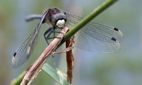 Male white-faced darter dragonfly