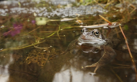 A common frog guarding frogspawn
