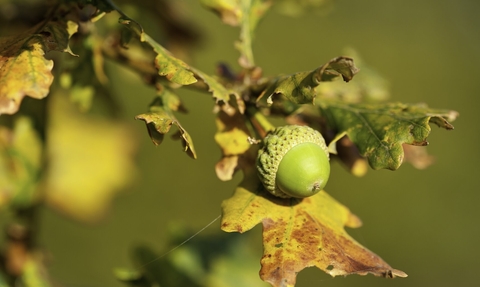A green acorn on the twig of an oak tree bearing yellow autumn leaves that are turning brown