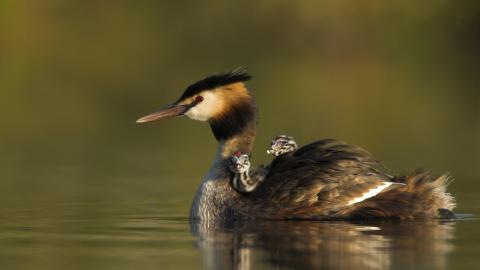 A great crested grebe swimming with two small chicks on its back