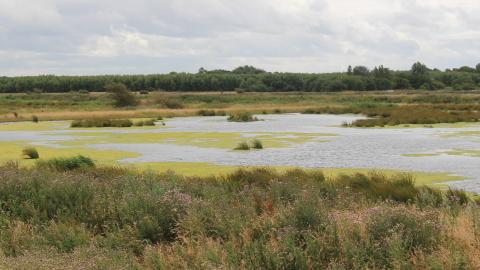 The wetland landscape at Lunt Meadows Nature Reserve