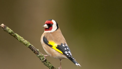 A goldfinch standing to attention on a tree branch