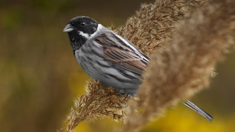 A reed bunting perched on reeds in front of yellow flowers at Holiday Moss