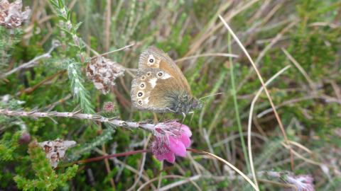 A large heath butterfly perched on a wildflower at Heysham Moss nature reserve