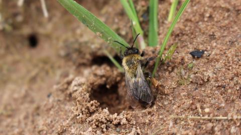 A solitary bee climbing out of its sandy burrow at Highfield Moss nature reserve