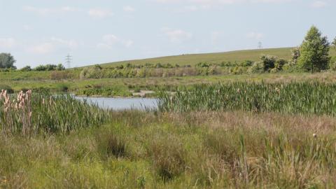 A pond surrounded by grass at Freeman's Pools nature reserve