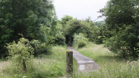A woodland path leading through a tree tunnel in Boilton Wood