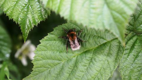 A bee resting on a leaf at Holiday Moss nature reserve