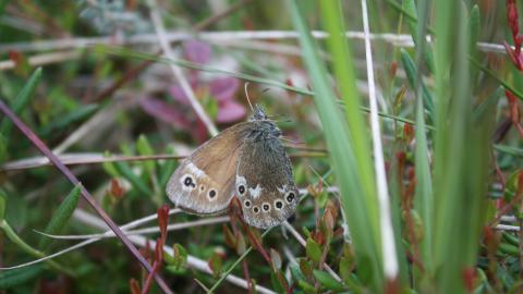 A large heath butterfly suspended in a spider web at Winmarleigh Moss