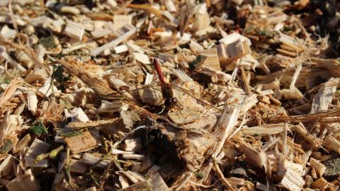 A red dragonfly resting on wood chippings at Astley Moss nature reserve