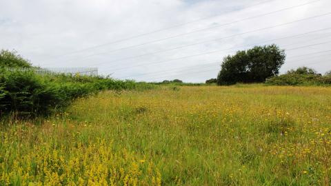 A field of wildflowers at Heysham Nature Reserve