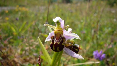 A bee orchid growing amongst wildflowers at Cop Lane nature reserve