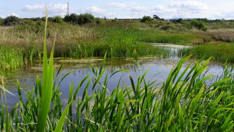 A lush area of water at Middleton Nature Reserve