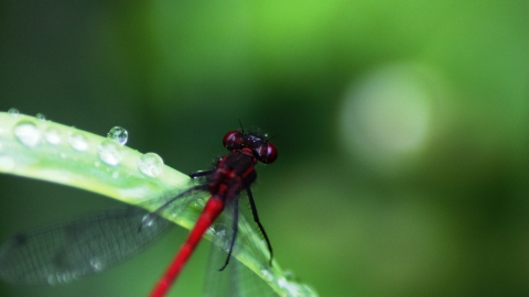 Close-up of a bright red damselfly sitting on a dew-covered leaf at Abram Flash
