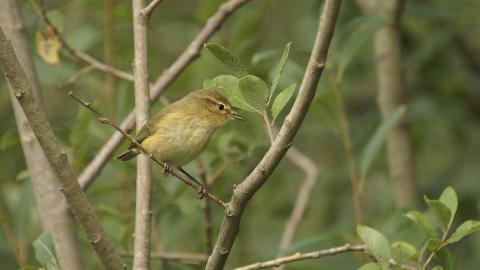 A chiffchaff perched on a branch in a woodland