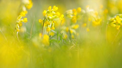 Close-up of a field of bright yellow cowslips by Jon Hawkins
