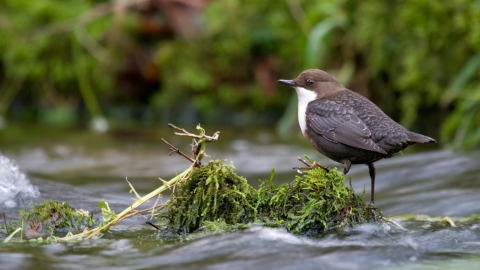 A dipper standing on top of a clump of moss in a river