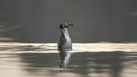 Great crested grebes performing their courtship dance with weeds in their mouths