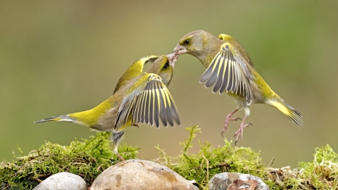 Greenfinches fighting next to a pool of water