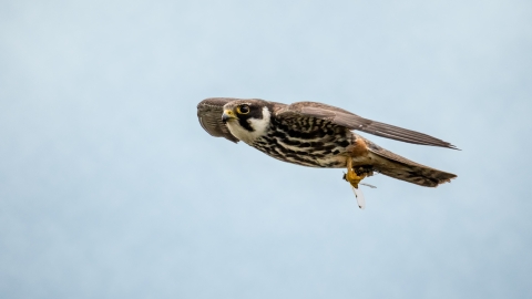 A hobby flying through the air with a dragonfly in its talons