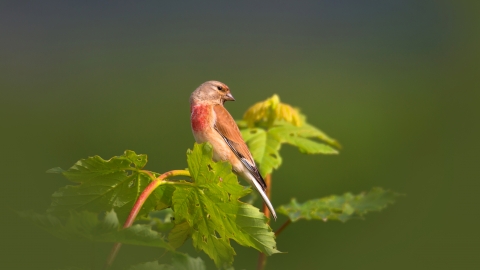 A male linnet perched on a twig at the top of a bush