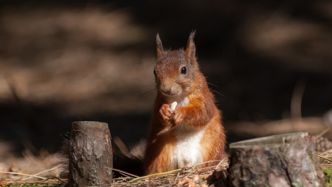 A red squirrel nibbling on a nut found in a pine forest