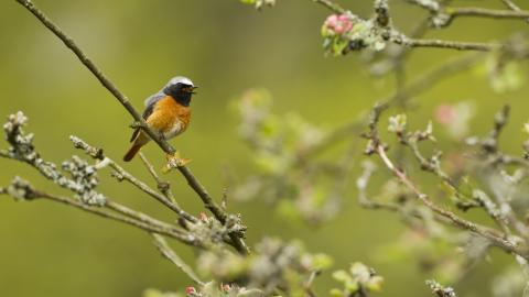 A redstart sitting on a tree branch and singing surrounded by new tree buds