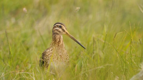 A snipe poking its head above the grass