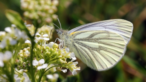 A green-veined white butterfly feeding on white flowers