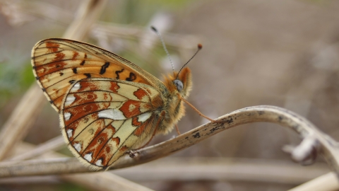 A pearl-bordered fritillary butterly standing on a twig