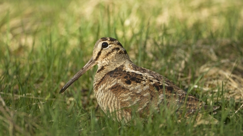 A woodcock hunkered down in the grass