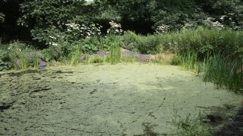 The pond at Summerseat nature reserve