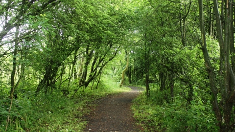 A tunnel of trees leading through the Lightshaw Meadows nature reserve