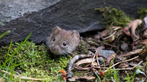 A bank vole peeking out from under a concrete slab