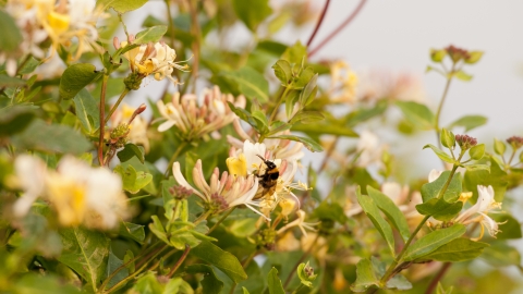 A bee drinking from honeysuckle plants