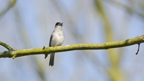 A blackcap perched on a tree branch and singing