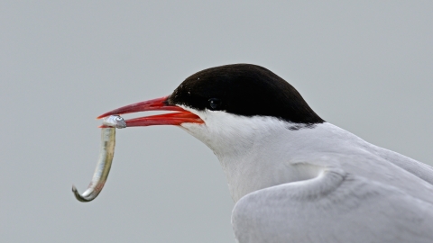 A common tern with a sand eel clasped in its bill